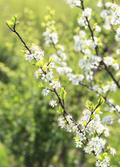 Spring. A bright and sunny day. The cherry blossoms begin to blossom. Close-up