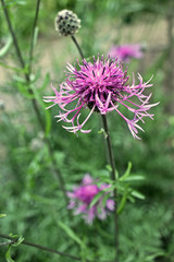 Centaurea scabiosa plant