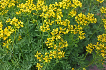 Ruta graveolens plant