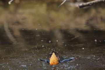 Martin pescatore (Alcedo atthis)