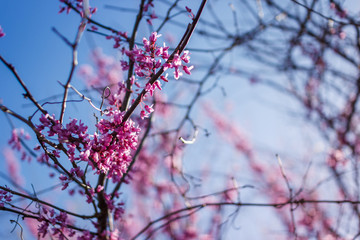 Eastern redbud tree (Cercis canadensis) blossoms in spring time