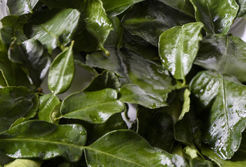 Wet leaves of citrus lime