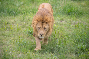 Naklejka premium Old male lion walking in the grass