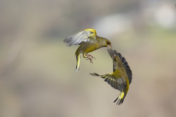 Verdoni comuni in lotta (Chloris chloris)