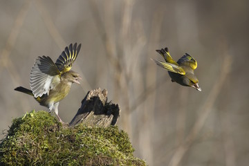 Verdoni comuni in lotta (Chloris chloris)