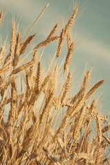 dry wheat ears