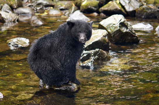 Black Bear Fishing in River, British Columbia, Canada
