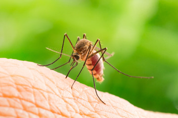 Aedes aegypti Mosquito. Close up a Mosquito sucking human blood,Mosquito Vector-borne diseases,Chikungunya.Dengue fever.Rift Valley fever.Yellow fever.Zika.Mosquito on skin