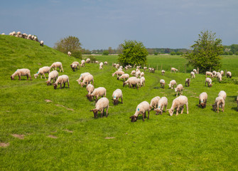Sheeps on a dike of the Elbe River in Hetlingen, Haseldorfer Marsch, Schleswig Holstein, Germany, Europe