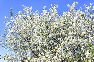 Spring. A bright and sunny day. The cherry blossoms begin to blossom. Close-up