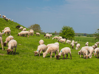 Obraz premium Sheep on a dike of the Elbe River in Hetlingen, Haseldorfer Marsch, Schleswig Holstein, Germany, Europe