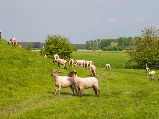Sheep on a dike of the Elbe River in Hetlingen, Haseldorfer Marsch, Schleswig Holstein, Germany, Europe