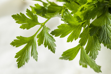 Raw Green Organic Italian Flat Leaf Parsley