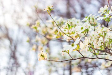White Dogwood tree or Cornus florida in full bloom against blue sky. Hanamizuki, Cornus florida, Flowering Dogwood