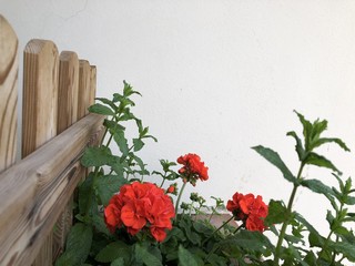 fiore rosso tra foglie verdi