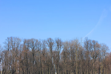 Bare Tree Tops on Spring Season Forest or Park Landscape. Tree Branches and Trunks against Empty Blue Sky Background. Spring Outdoor Nature View of Treetops with No Leaves Bright Day Image.