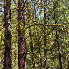 Lichens on Ponderosa Pines