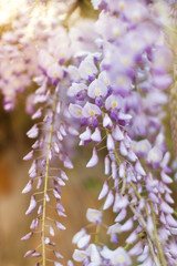 Fototapeta na wymiar Close up of blooming wisteria flowers