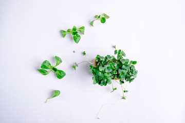 Home grown microgreens - organic sprouts grown in petri dish on white background. Sprouts are source of myrosinase enzyme and sulforaphane as anticancer treatment.