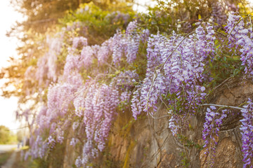Spring flowers background. Beautiful wisteria flowers are blooming in spring on the sunset in the garden.