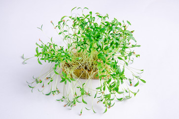 Home grown microgreens - organic sprouts grown in petri dish on white background. Sprouts are source of myrosinase enzyme and sulforaphane as anticancer treatment.