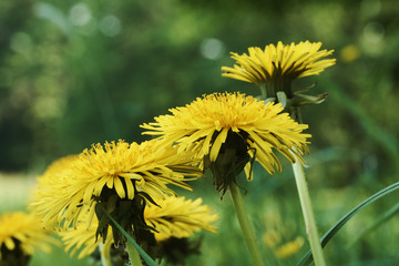 Close-up photo of dandelion blossoms in grass