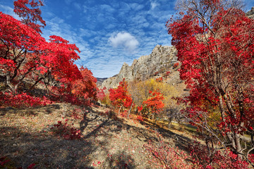 autumn colors of trees in the mountains