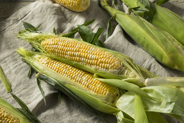 Raw Yellow Corn on the Cobb