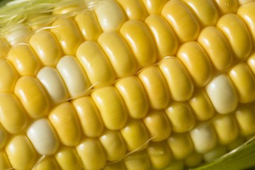 Raw Yellow Corn on the Cobb