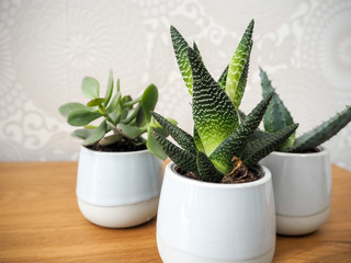 Three different evergreen houseplants in small pots on a wooden bench