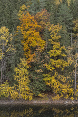 Fototapeta premium Forest in the fall 