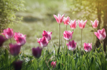 Pink tulips flowers close up on green background with bokeh effect in spring season