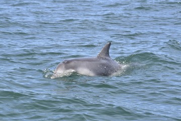 Fototapeta premium Dauphin dans la baie de St Malo