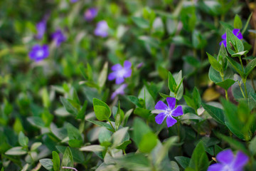 Blue vinca (periwinkle) flowers on the background