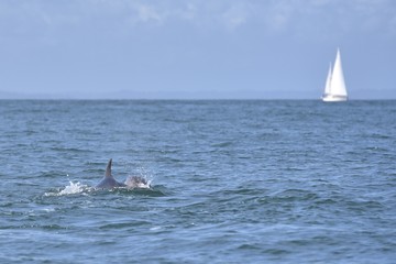 Fototapeta premium Dauphin dans la baie de St Malo