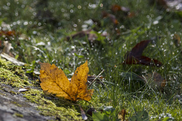 Fall leave on dewey grass
