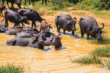 Safari day, group of buffaloes relaxing in the puddle