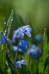 Spring Scilla.