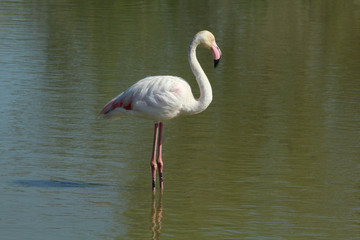 Flamant rose Phoenicopterus roseus en camargue en france