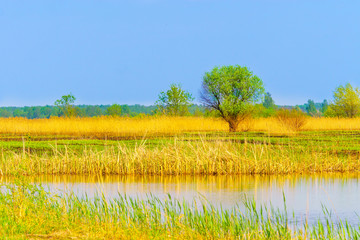 Naklejka premium Spring landscape in the countryside