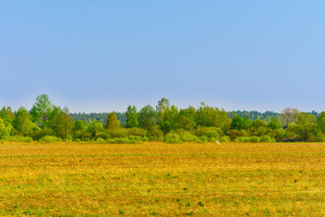 Fototapeta premium Spring landscape in the countryside
