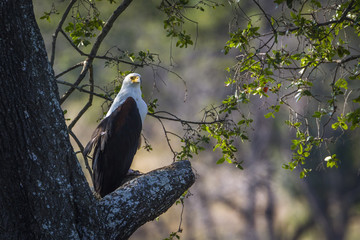 African fish eagle in Kruger National park, South Africa