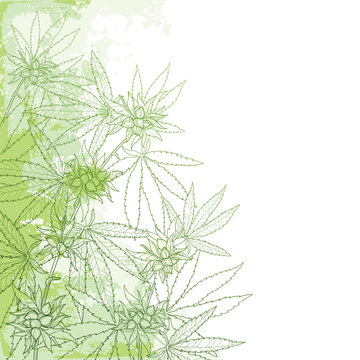Vector outline Cannabis sativa or Cannabis indica or Marijuana bunch. Corner branch, leaves and seed on the pastel green textured background. Medicinal plant in contour style for summer design.