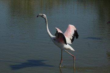 Flamant rose Phoenicopterus roseus en camargue en france