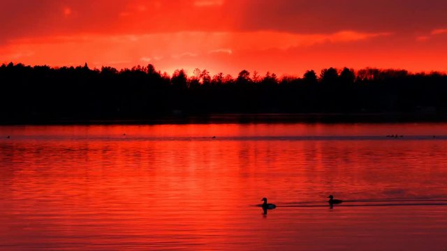 Ducks Swim in a Beautiful Lake at Sunset in Bemidji Minnesota