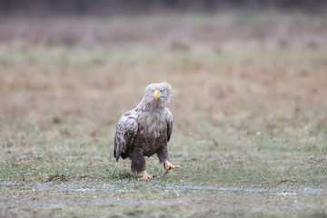 White-tailed eagle (Haliaeetus albicilla), Poland