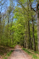 Waldweg - Naturweg im Frühling