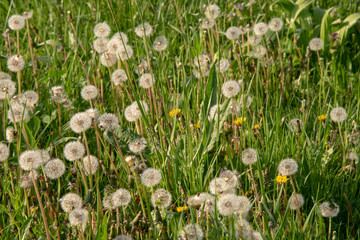 soffioni, bocca di leone, tarassaco © mghidoli