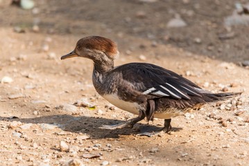 Hooded merganser walking on the ground
