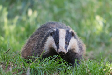 European badger (Meles meles), Dumfries, Scotland